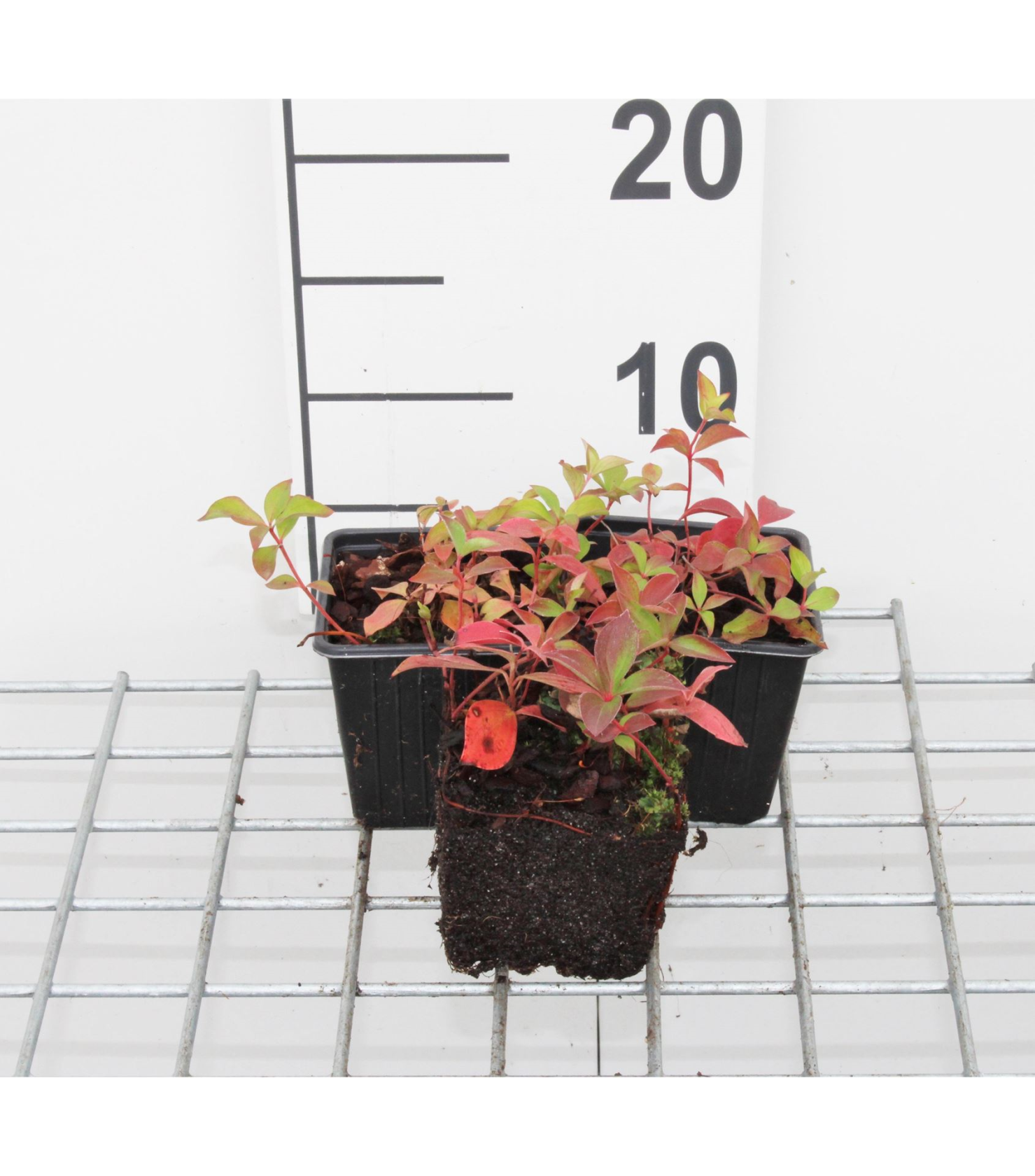 Cornus canadensis - pot 9x9 cm