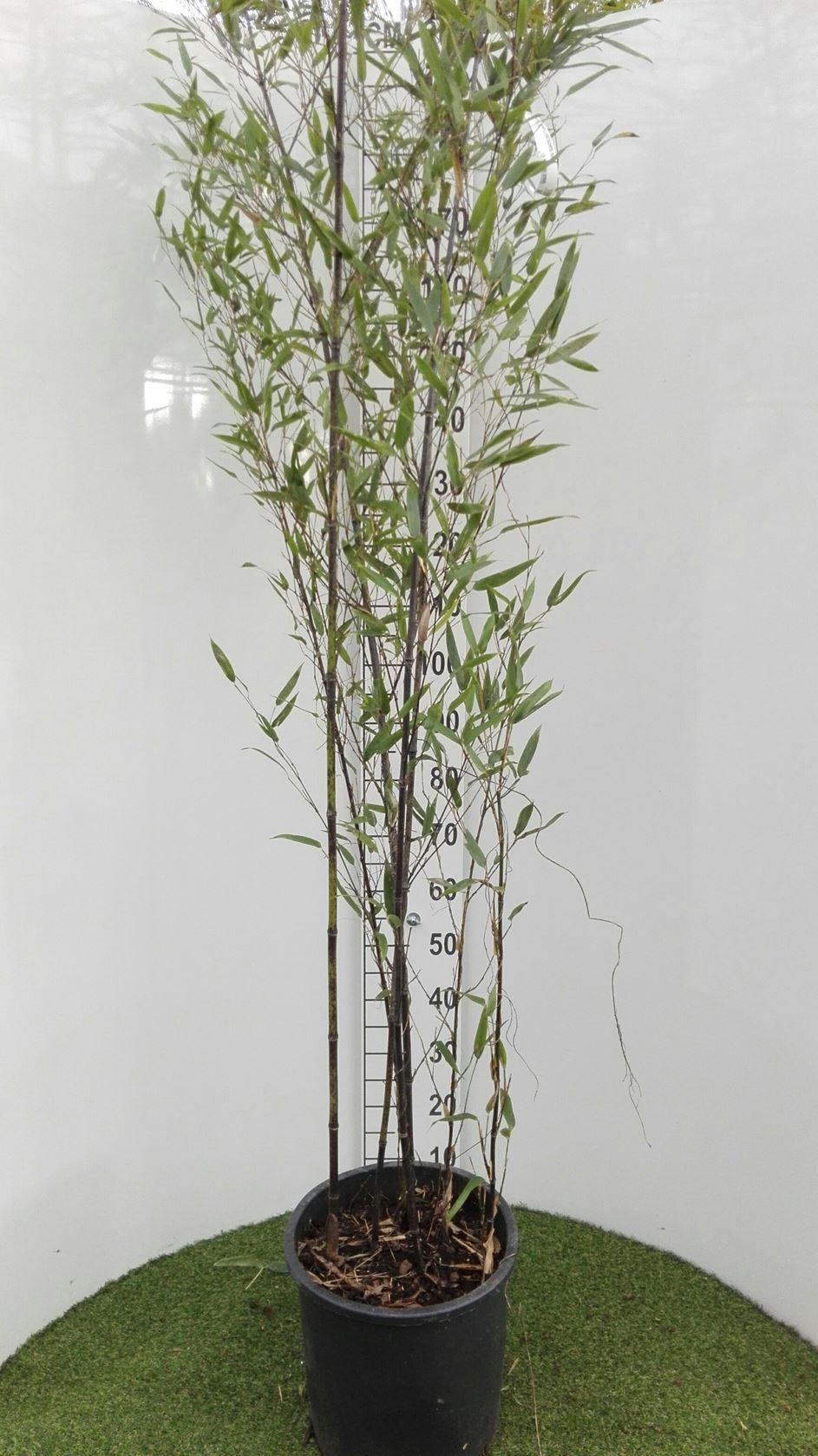 Phyllostachys nigra - pot 18L - 150-200 cm