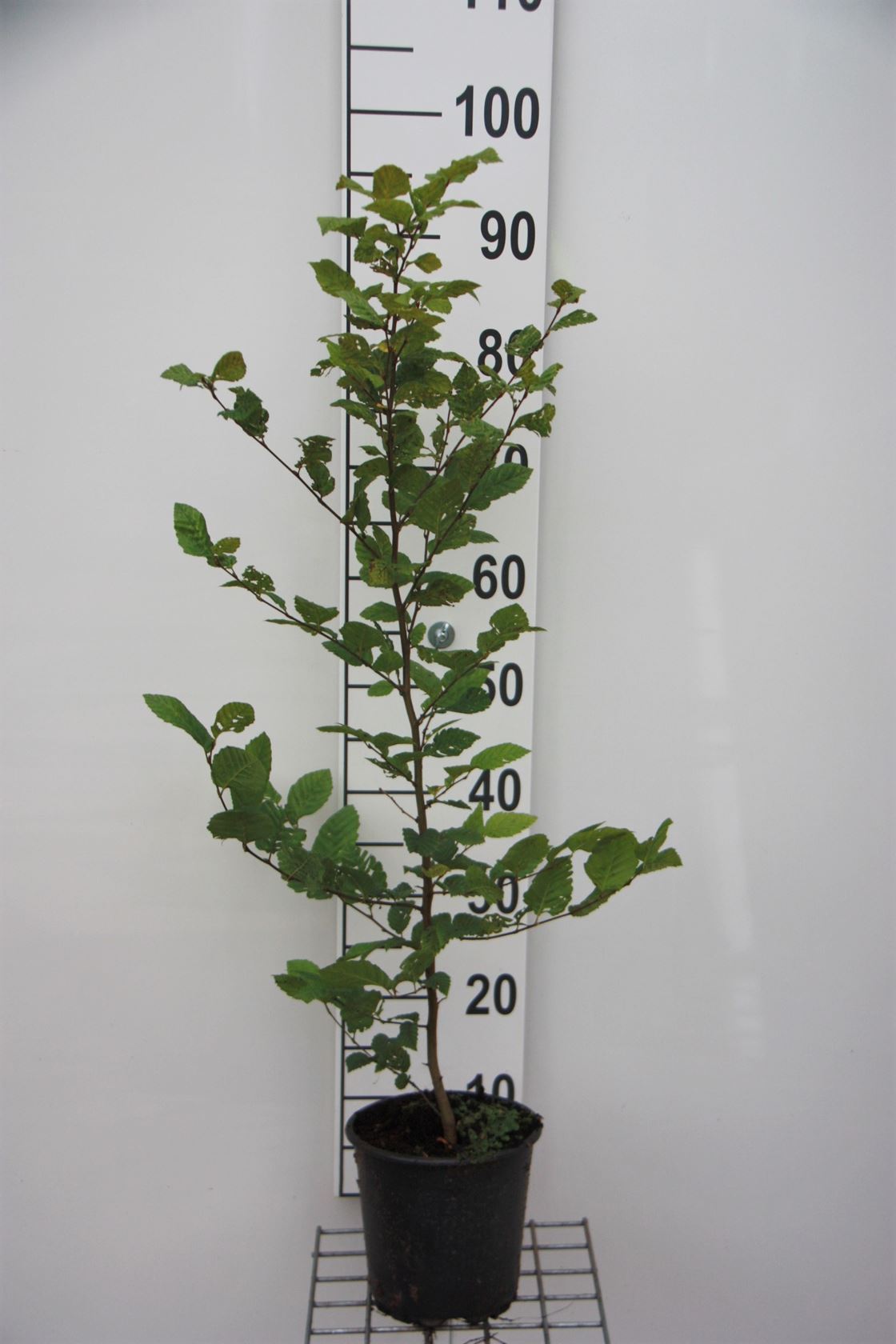 Carpinus betulus - pot - 60-80 cm