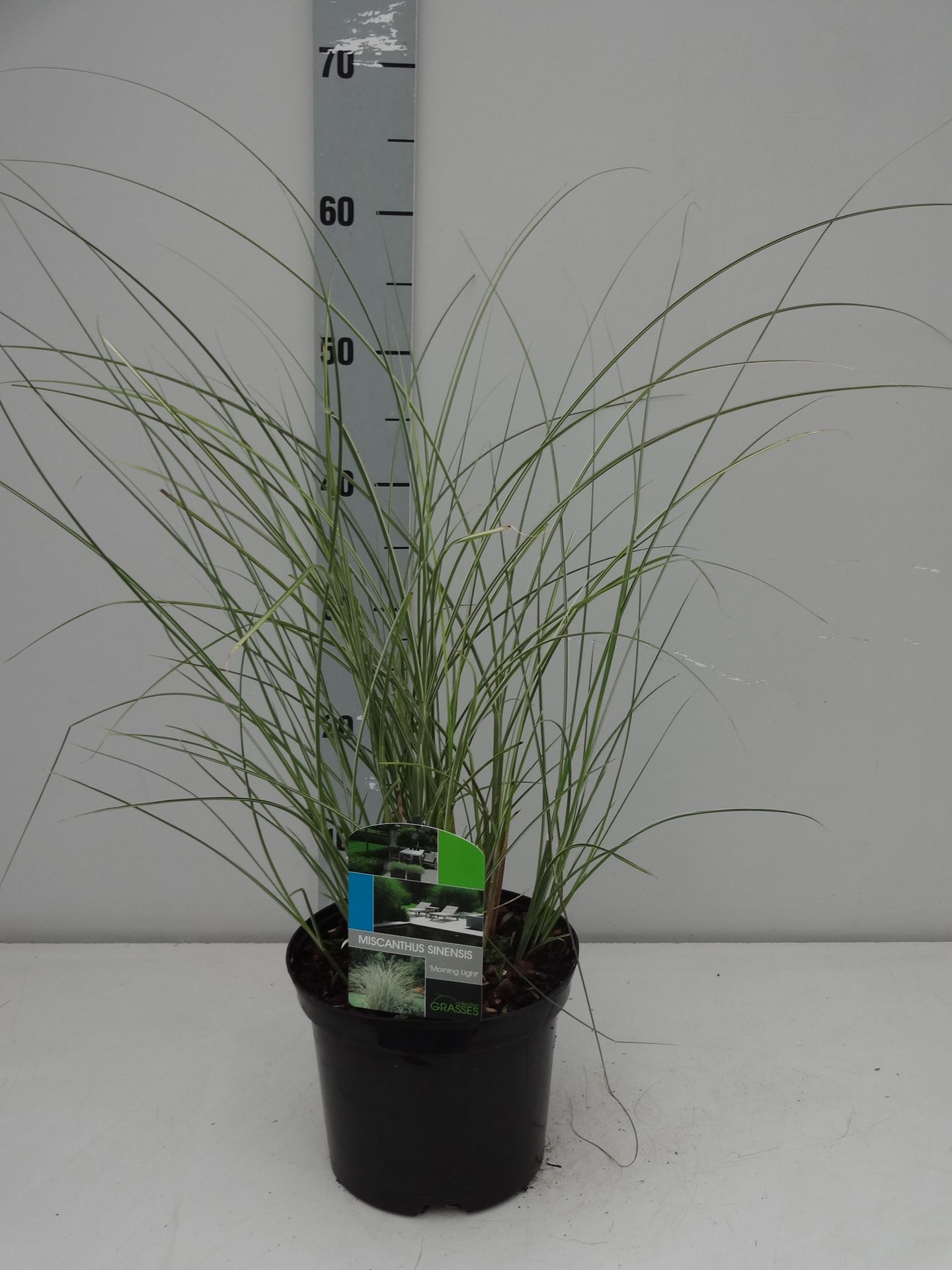 Miscanthus sinensis 'Morning Light' - pot 3L