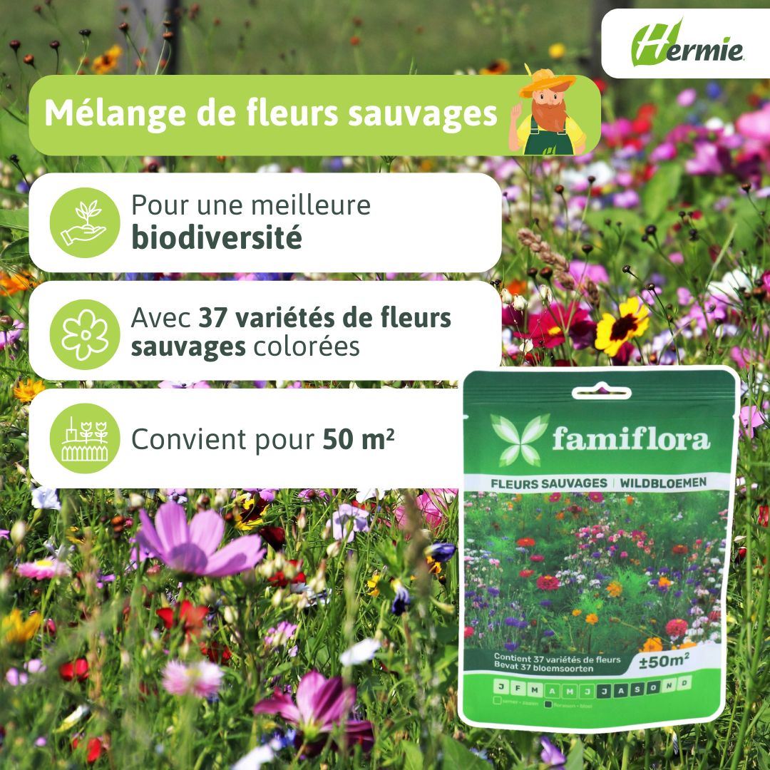Famiflora-Wildbloemenmix-50m-