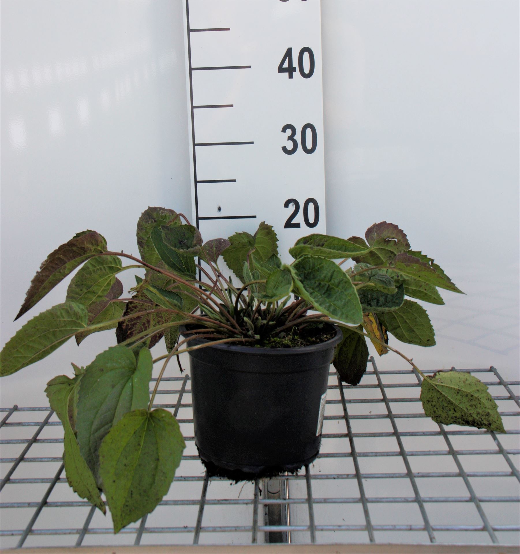 Rudbeckia fulgida 'Goldsturm' - pot 2L