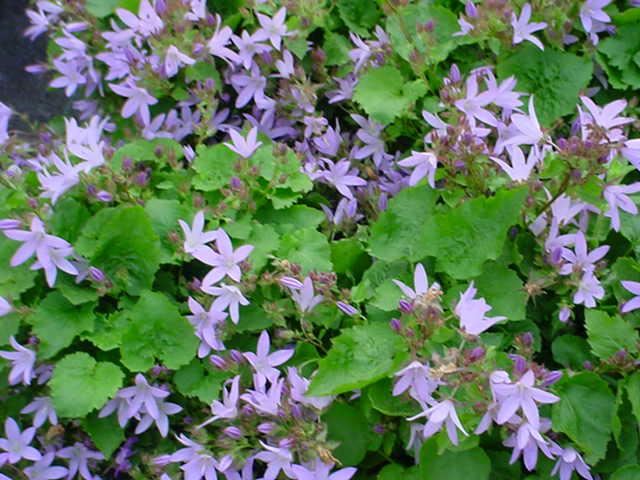 Plantenfiche-Campanula-poscharskyana-Lisduggan-Variety-