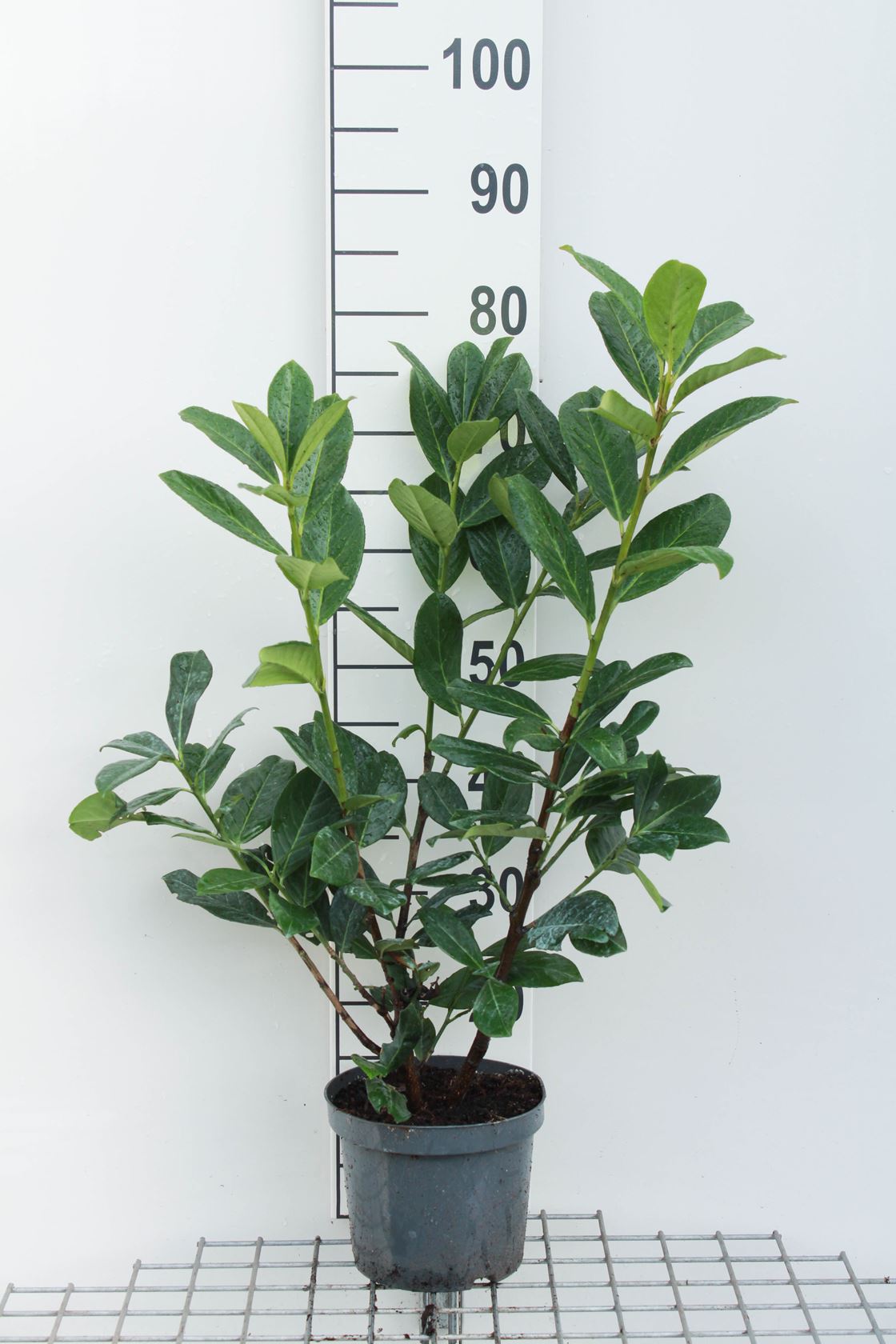 Prunus laurocerasus 'Novita' - pot - 80-100 cm