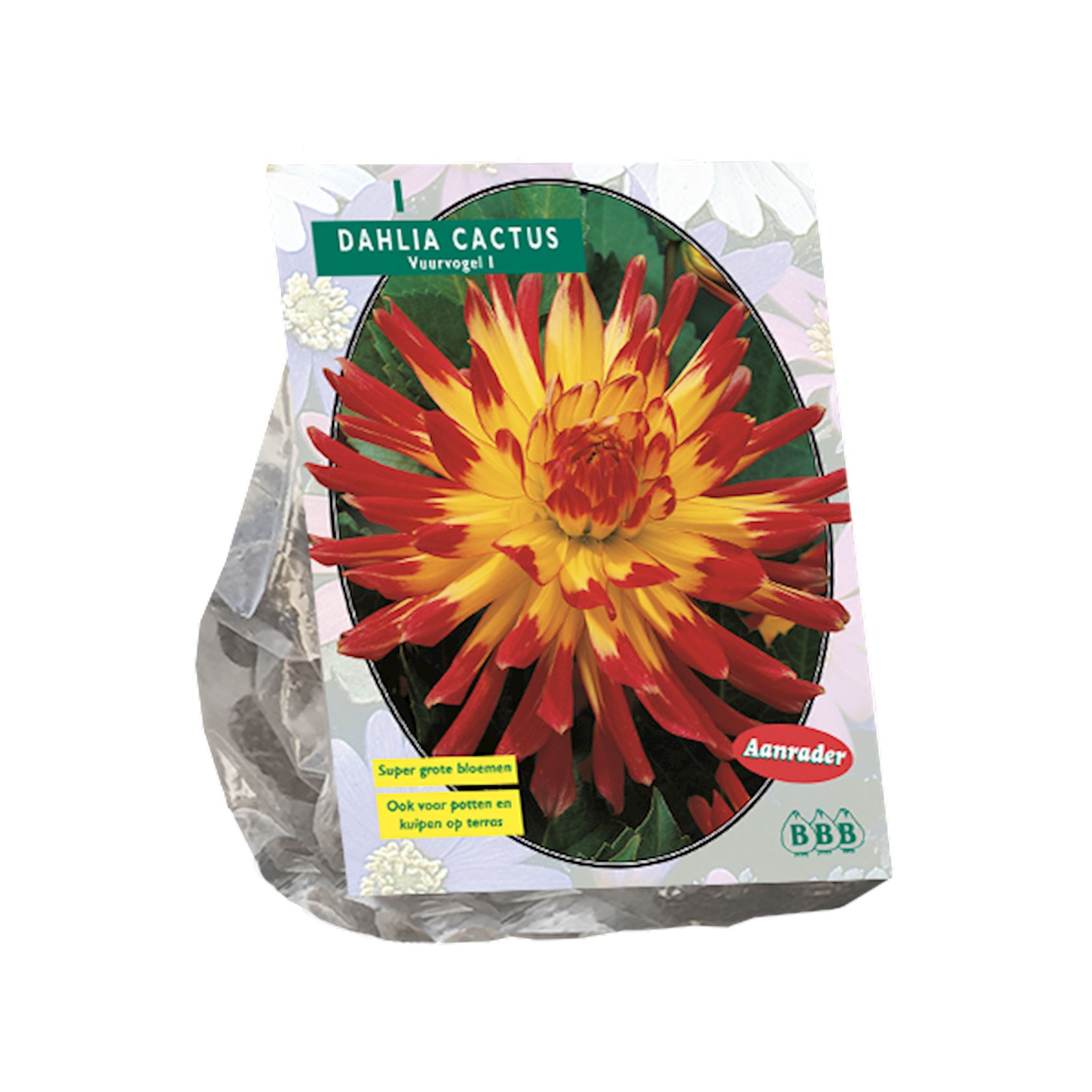 dahlia-cactus-vuurvogel-per-1