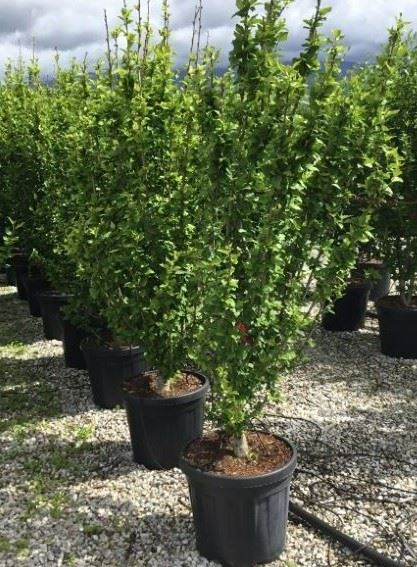 Hibiscus syriacus 'Red Heart' - pot 30L - 125-150 cm