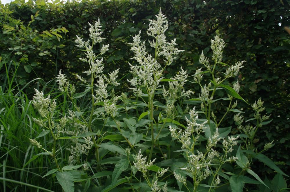 Plantenfiche-Persicaria-polymorpha