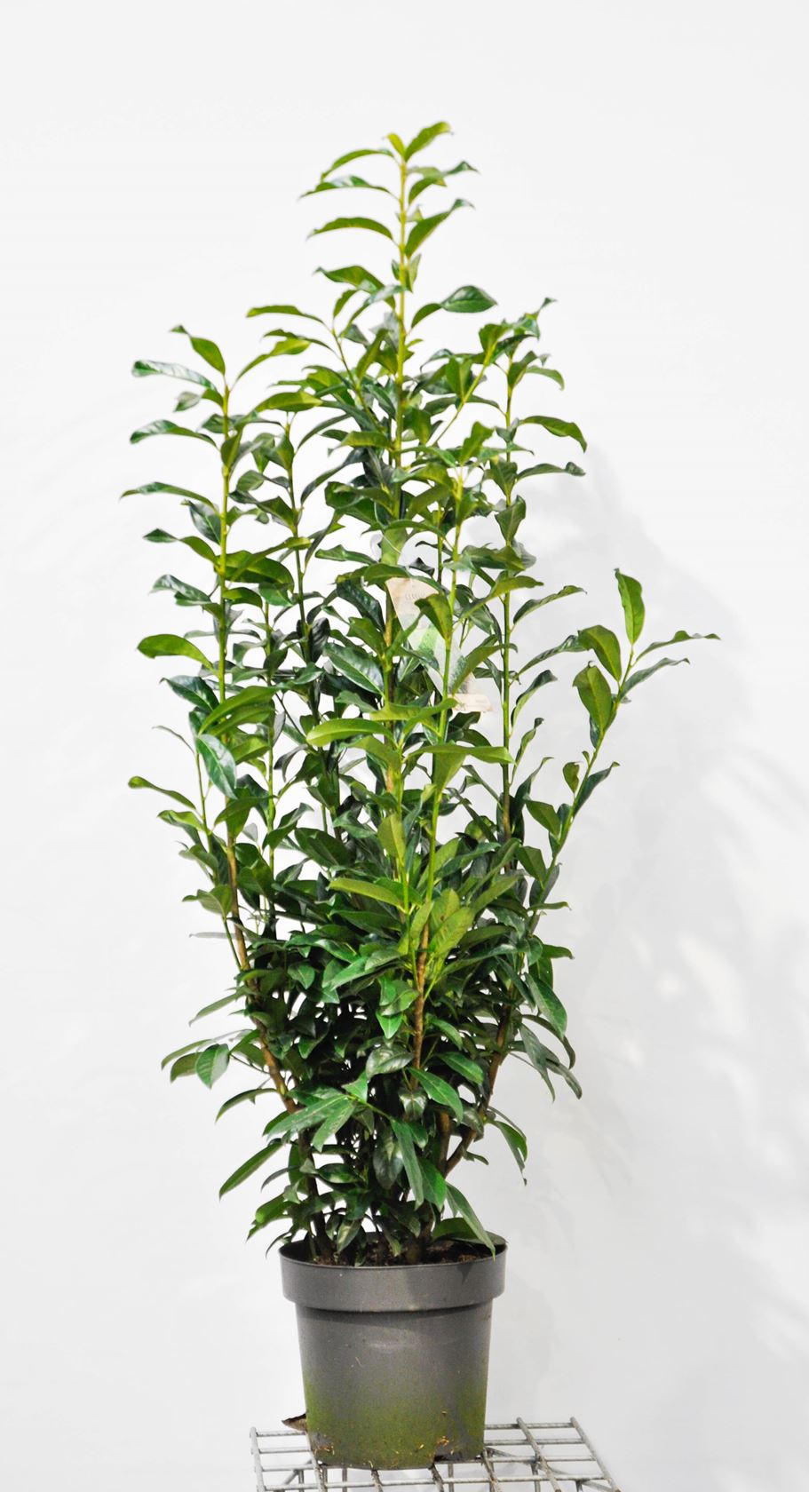 Prunus laurocerasus 'Mariblon' (Genolia) - pot 12L - 100-125 cm