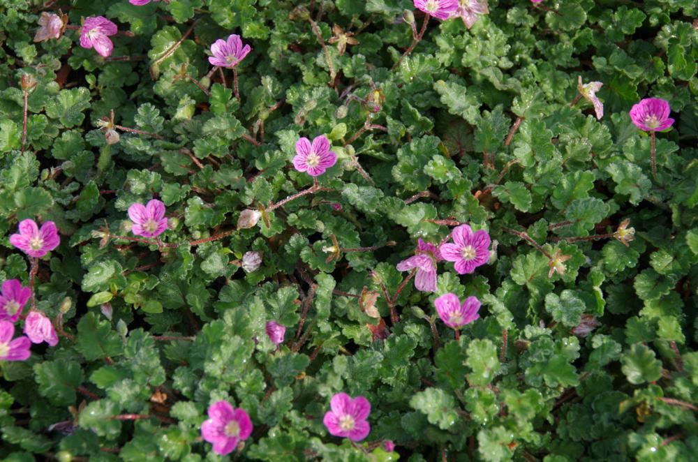 Plantenfiche-Erodium-x-variabile-Bishop-s-Form-