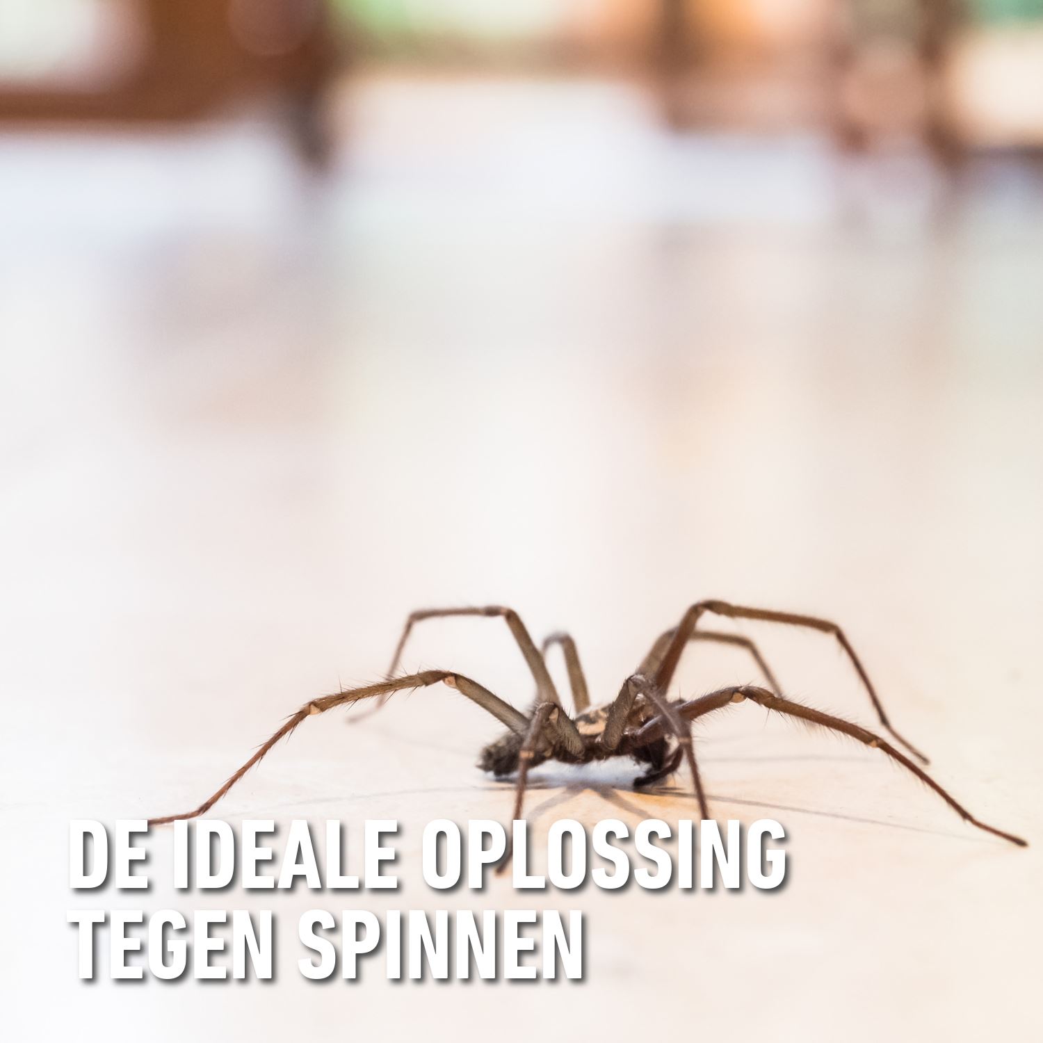 Barriere-insect-k-o-spray-kruipende-insecten-300ml