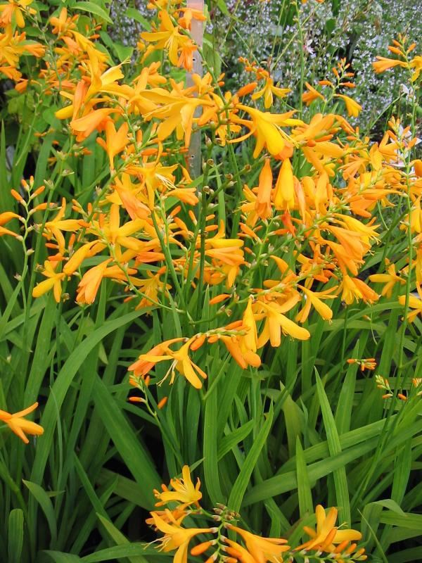 Plantenfiche-Crocosmia-George-Davidson-
