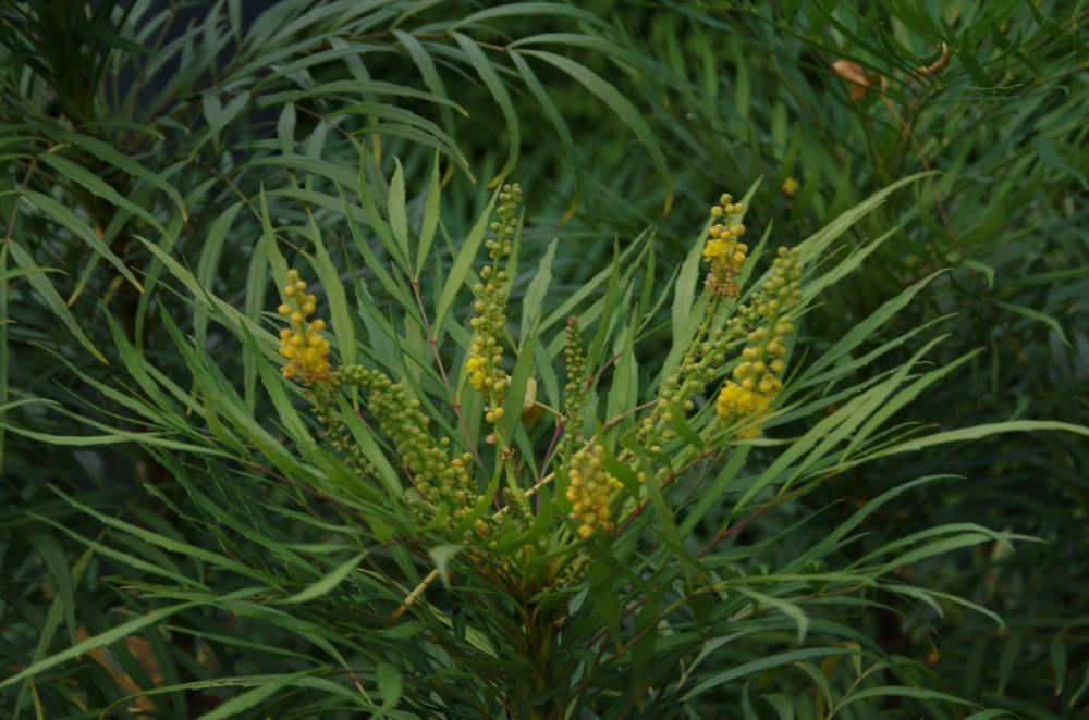 Plantenfiche-Mahonia-eurybracteata-Soft-Caress-