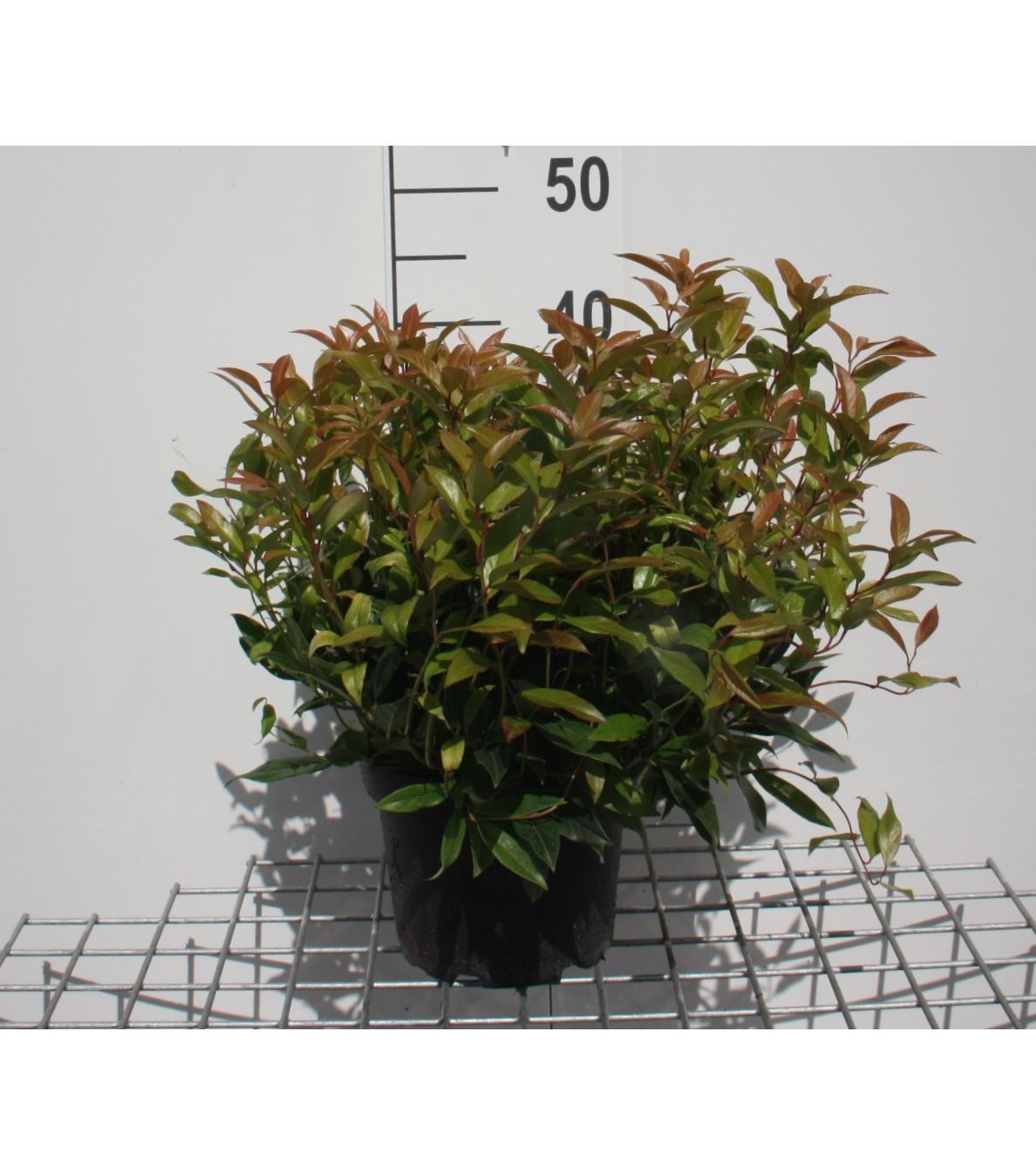 Leucothoe 'Zeblid' (Scarletta) - pot - 20-25 cm