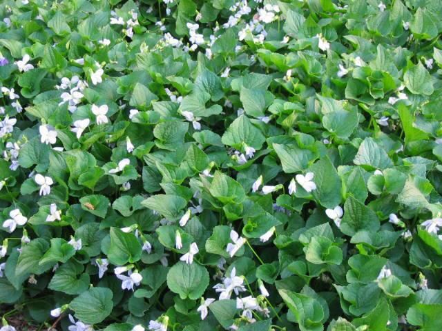 Plantenfiche-Viola-sororia-Freckles-