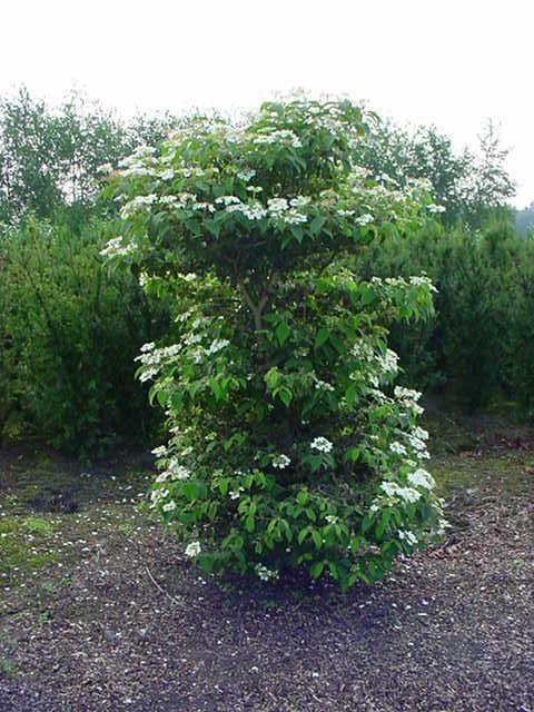 Plantenfiche-Viburnum-plicatum-Watanabe-