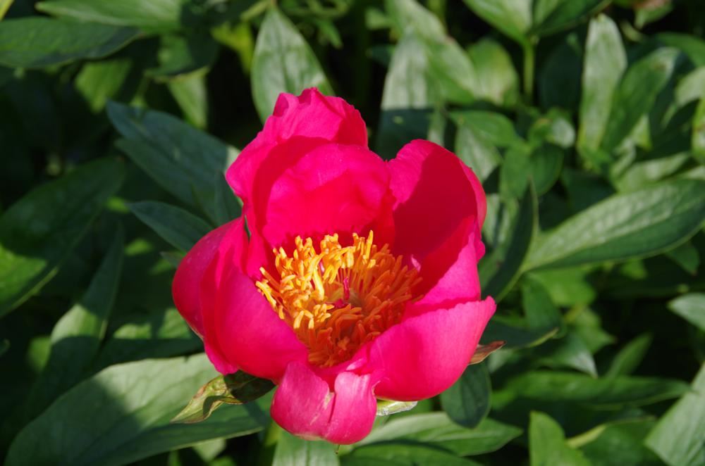 Plantenfiche-Paeonia-Flame-