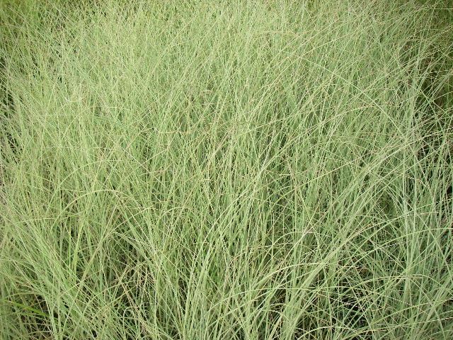 Miscanthus sinensis 'Morning Light' - pot 9x9 cm