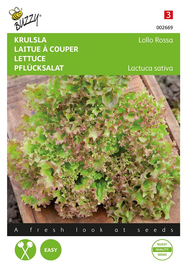 Buzzy® Red curly lettuce seeds - Lollo Rossa