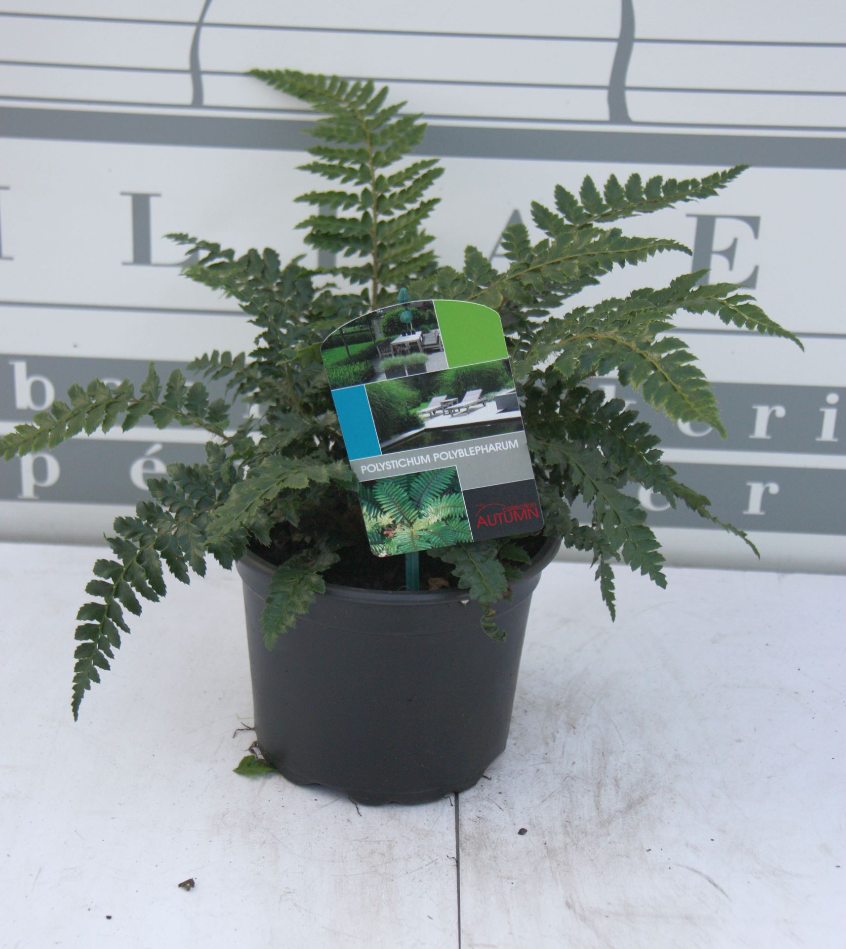 Polystichum polyblepharum - pot 2L