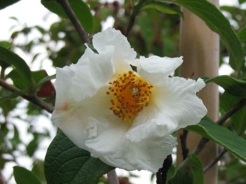 Plantenfiche-Stewartia-pseudocamellia