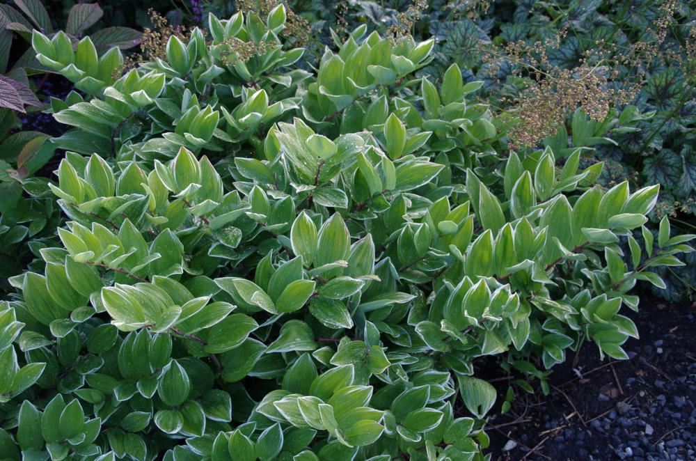Polygunatum Polygonatum falcatum 'Variegatum' - pot 9x9 cm