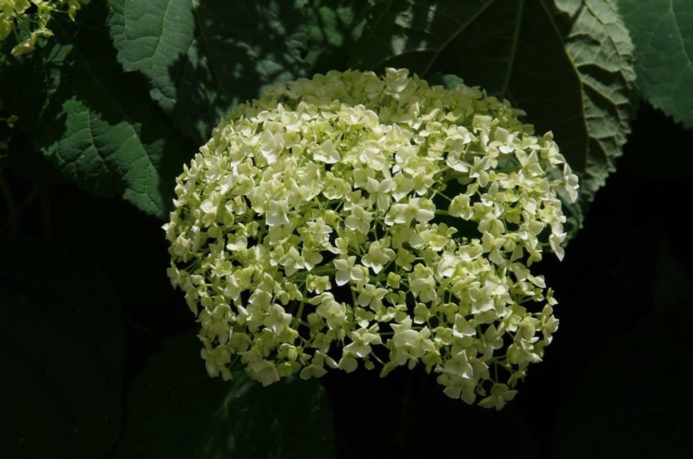 Plantenfiche-Hydrangea-arborescens-Strong-Annabelle-Abetwo-Incrediball-