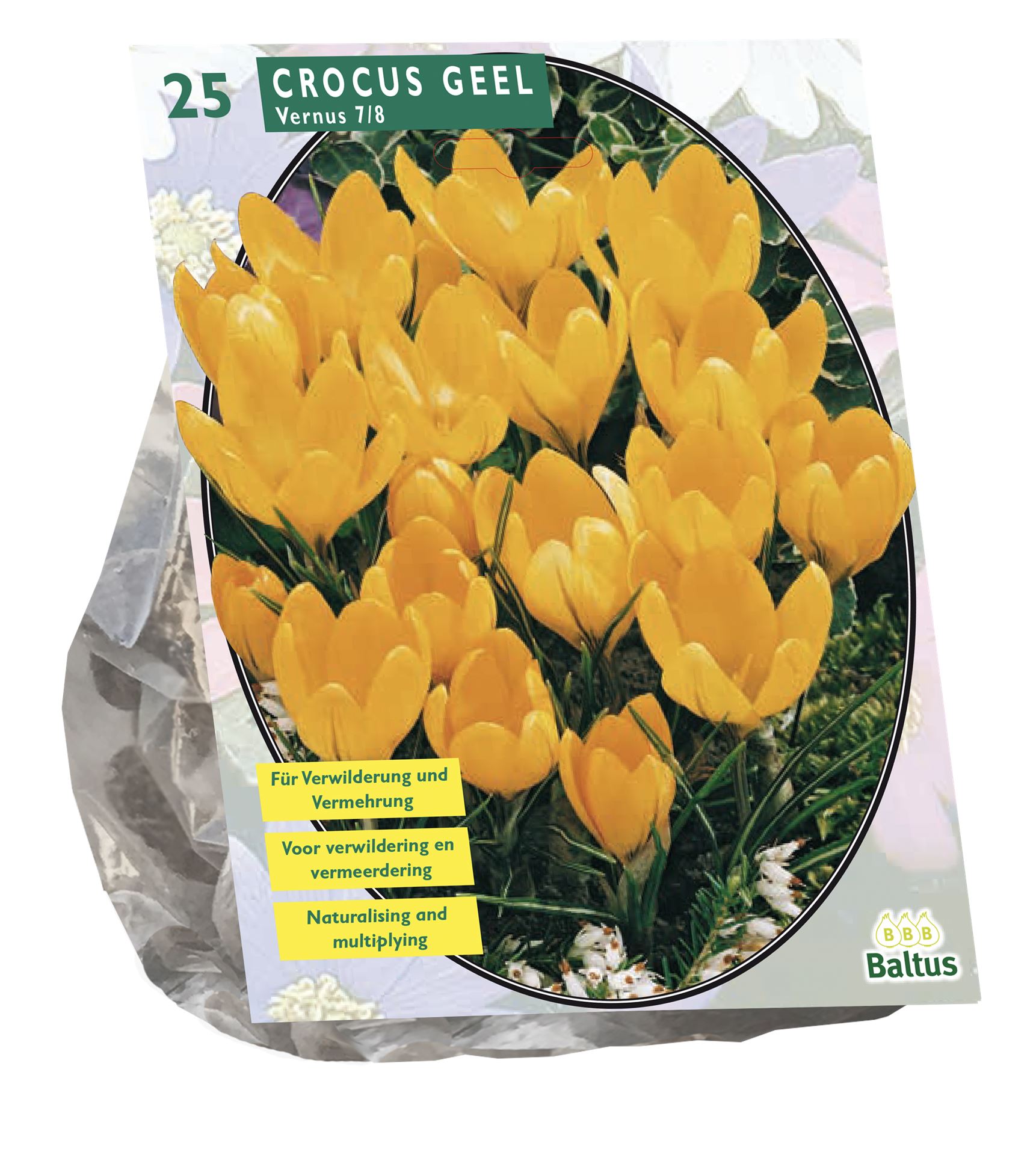 Crocus-Grootbloemig-Geel-per-25