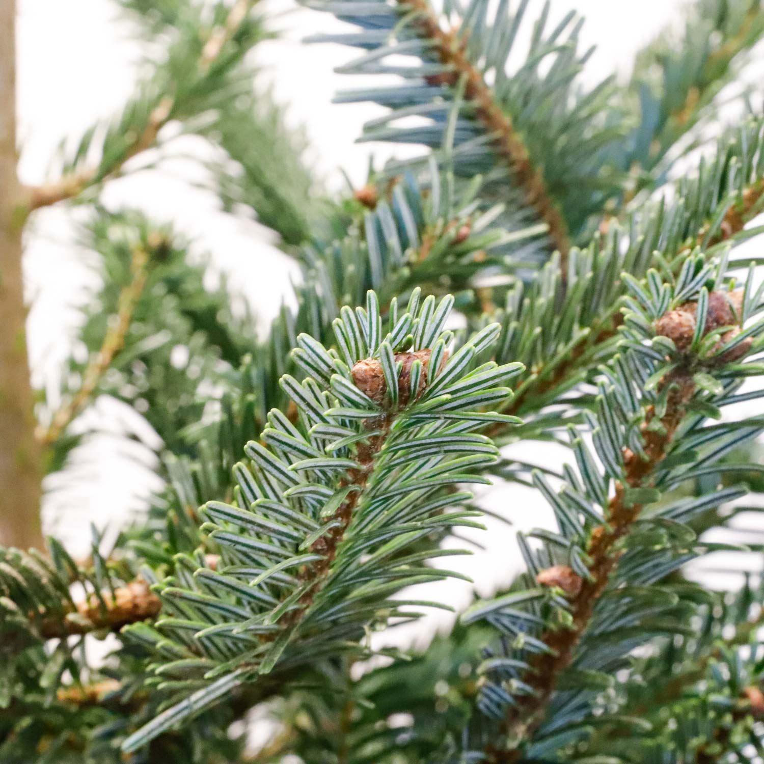 Echte-levende-kerstboom-Nordmann-200-250-cm-gezaagd-AA-kwaliteit