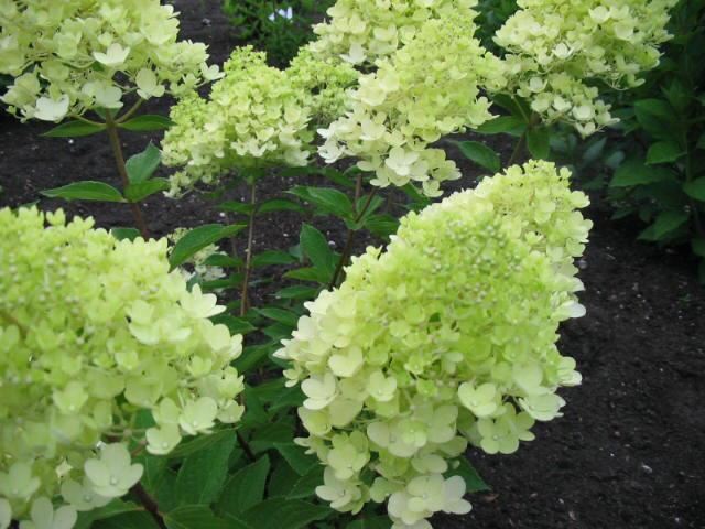 Plantenfiche-Hydrangea-paniculata-Grandiflora-