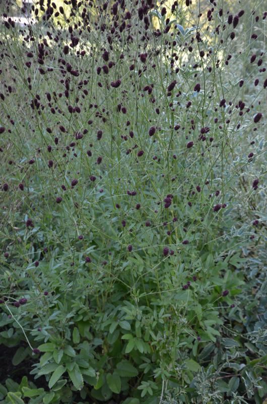Plantenfiche-Sanguisorba-officinalis-Red-Thunder-