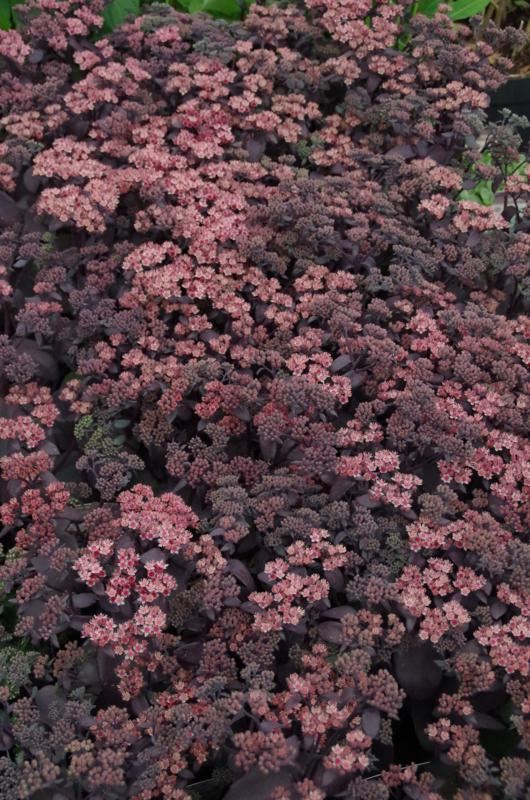 Plantenfiche-Sedum-Xenox-