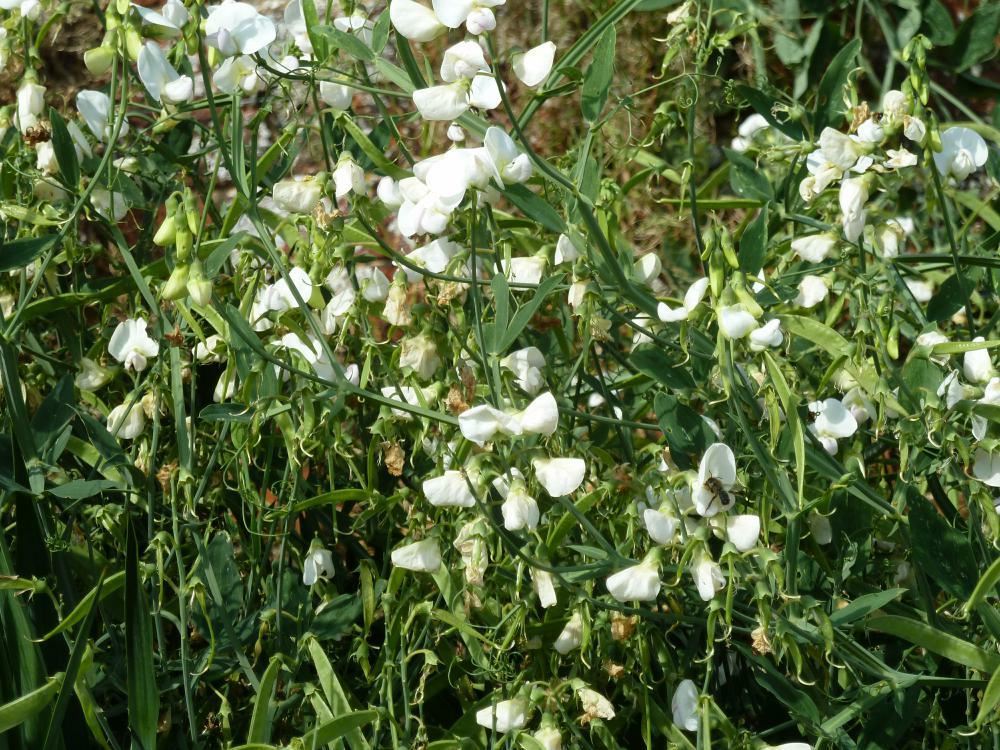 Plantenfiche-Lathyrus-latifolius-White-Pearl-