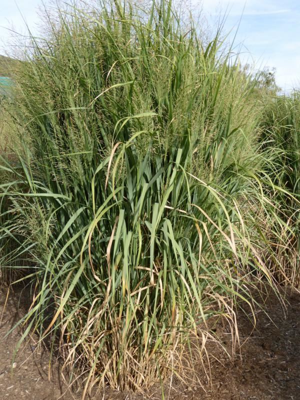 Plantenfiche-Panicum-virgatum-Thundercloud-