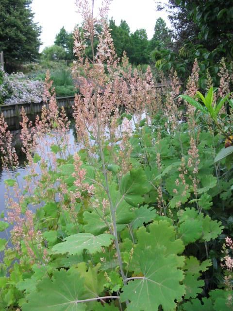 Plantenfiche-Macleaya-microcarpa-Kelway-s-Coral-Plume-
