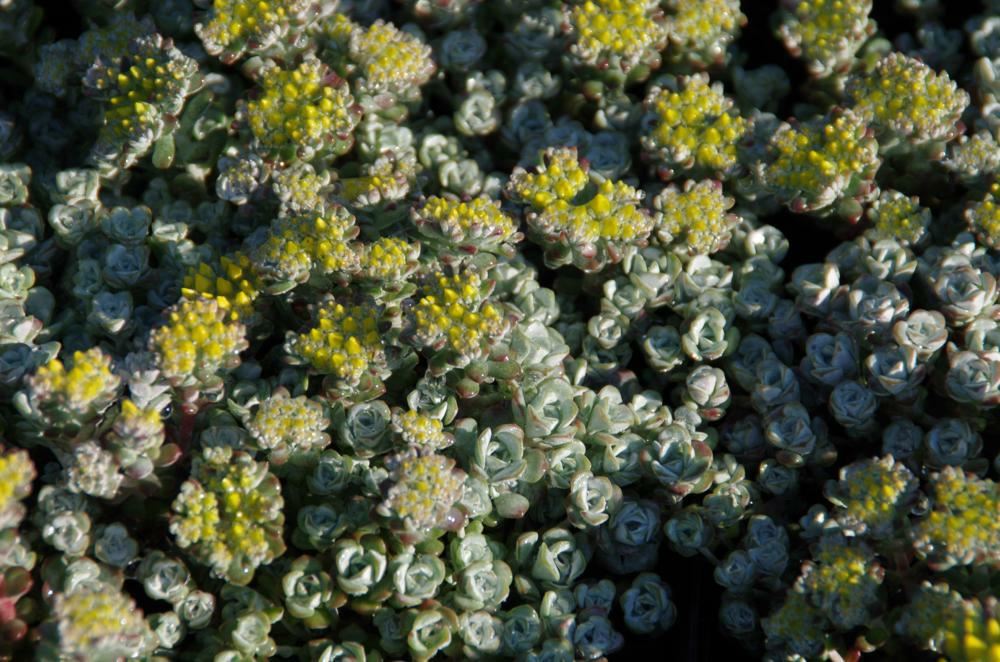 Plantenfiche-Sedum-spathulifolium-Cape-Blanco-