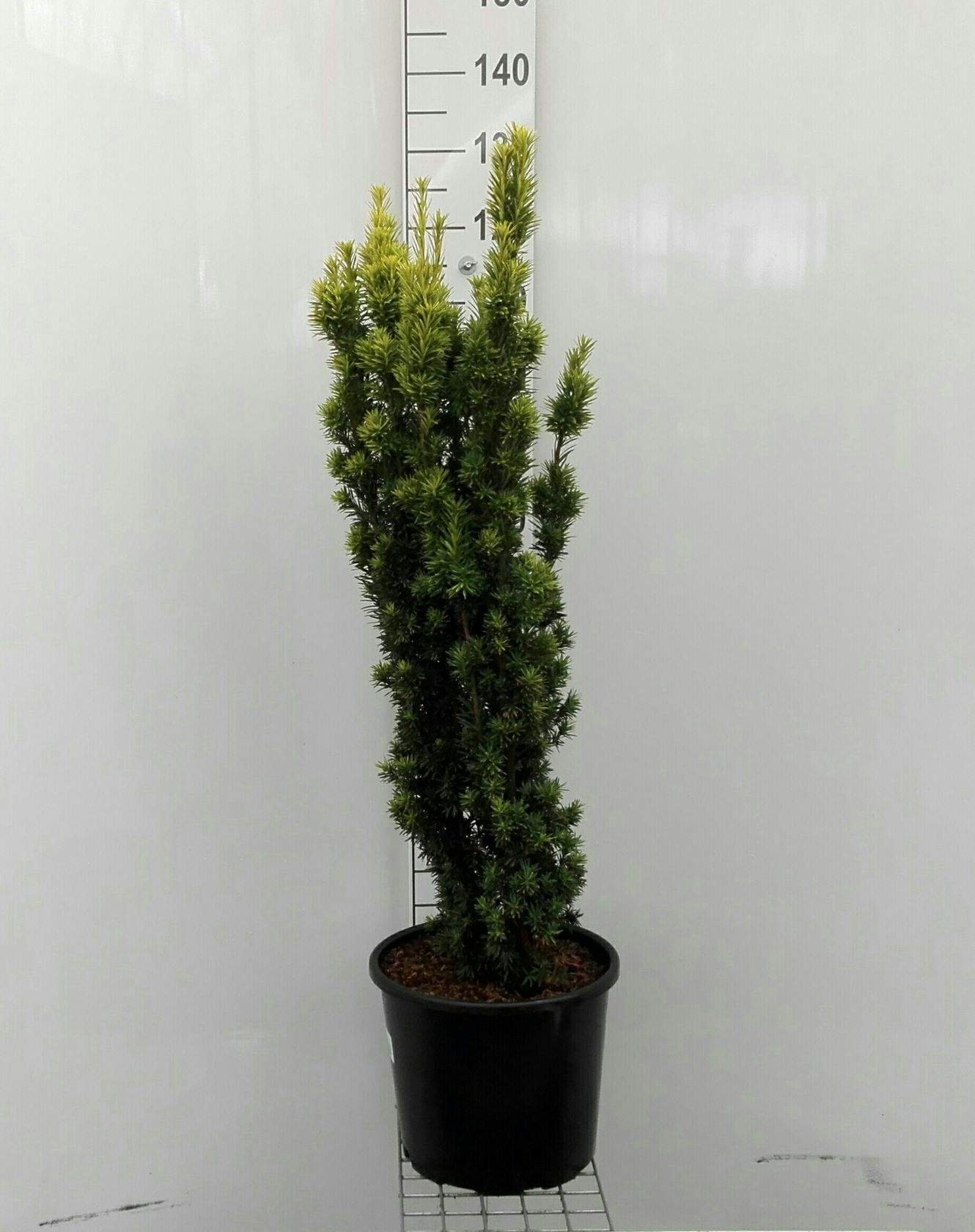Taxus baccata 'Fastigiata Aurea' - pot 15L - 100-125 cm - bush