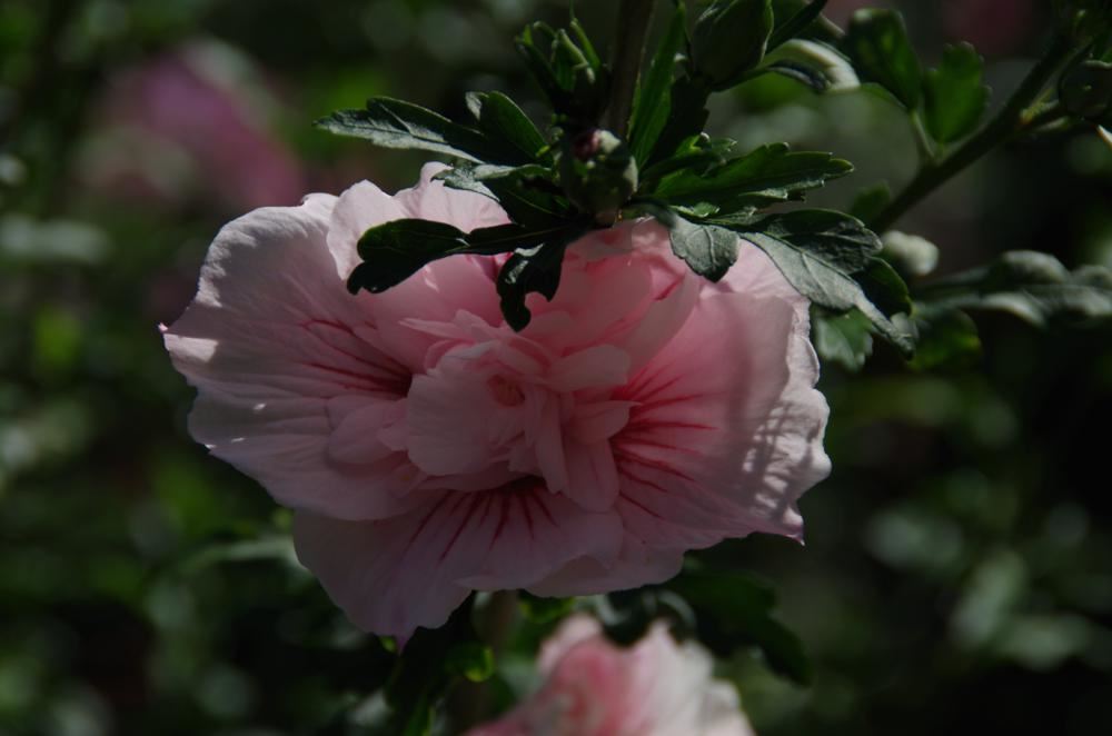 Plantenfiche-Hibiscus-syriacus-Jwnwood4-Pink-Chiffon-