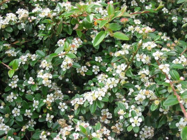 Plantenfiche-Cotoneaster-radicans-Eichholz-