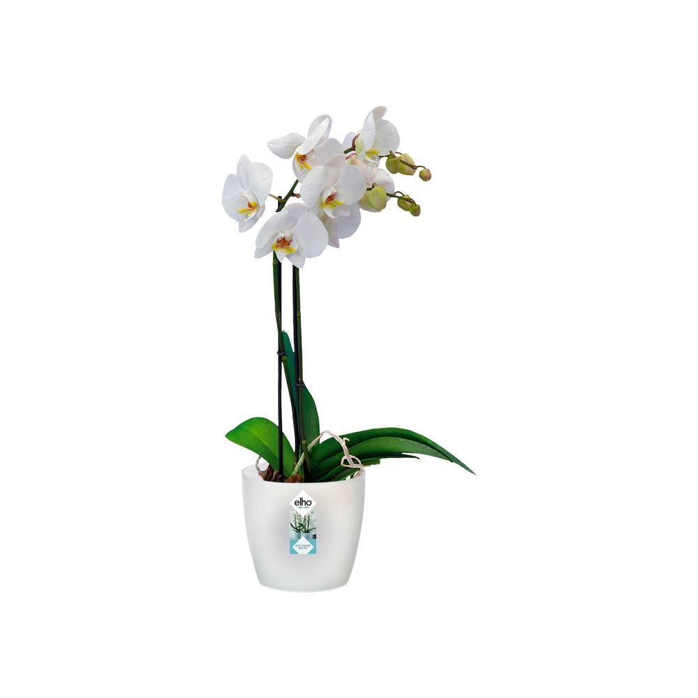 elho Brussels Orchidee 16 - Transparant (Transparant) - Diameter 16 x H 15 cm - Ideaal voor binnen - 100% gerecycled