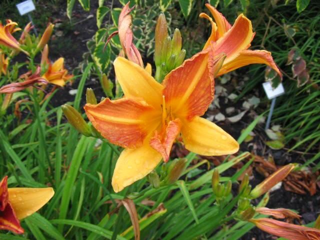 Plantenfiche-Hemerocallis-Frans-Hals-