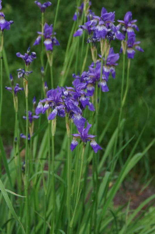 Plantenfiche-Iris-sibirica-Blue-King-