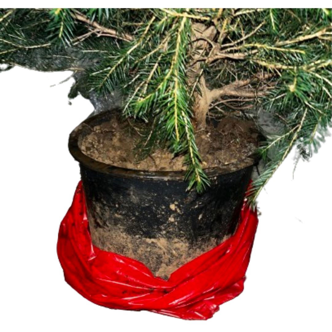 Picea-abies-pot-100-125-1ste-keus-