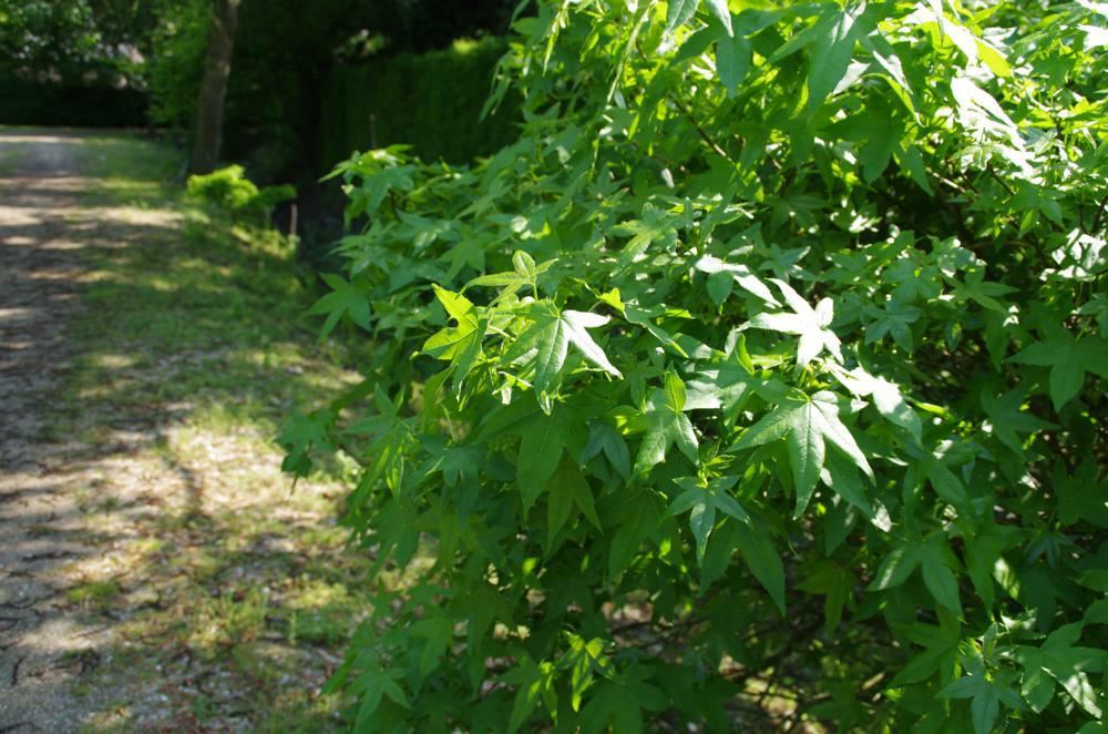 Plantenfiche-Liquidambar-styraciflua-Gum-Ball-