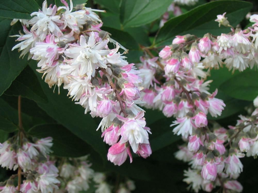 Plantenfiche-Deutzia-crenata-Pride-of-Rochester-