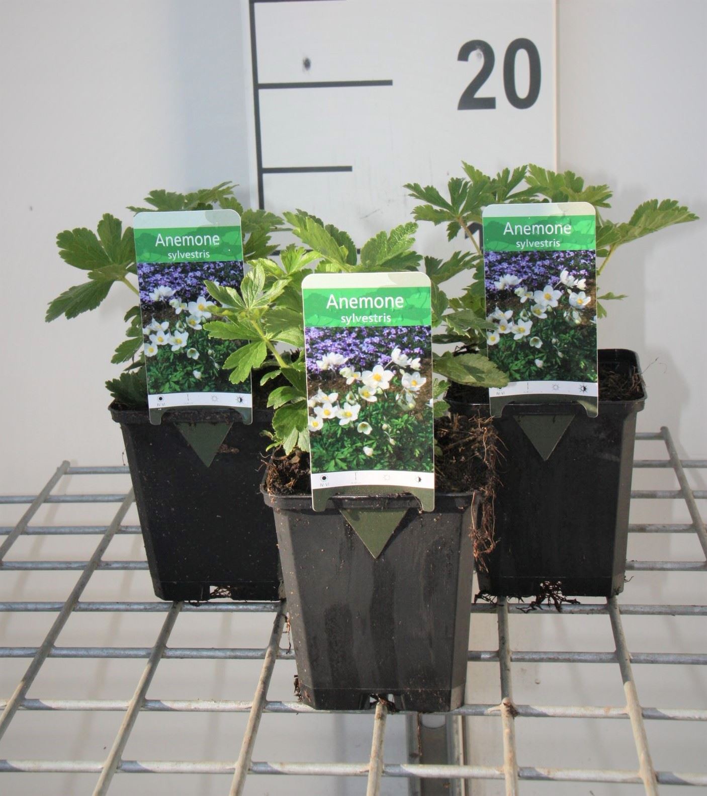 Anthriscus sylvestris - pot 9x9 cm