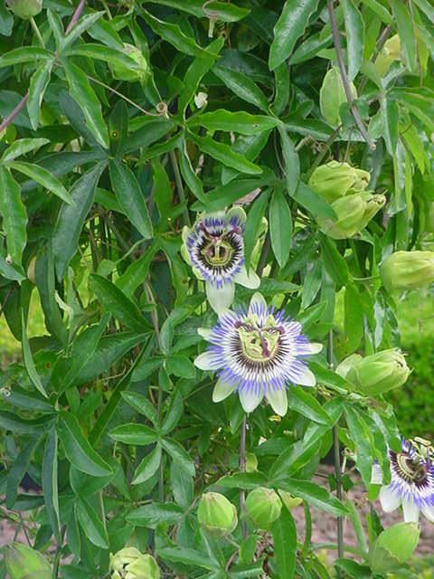 Plantenfiche-Passiflora-caerulea-Blauwe-passiebloem-