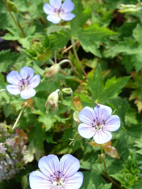 Plantenfiche-Geranium-Noorthava-Havana-Blue-