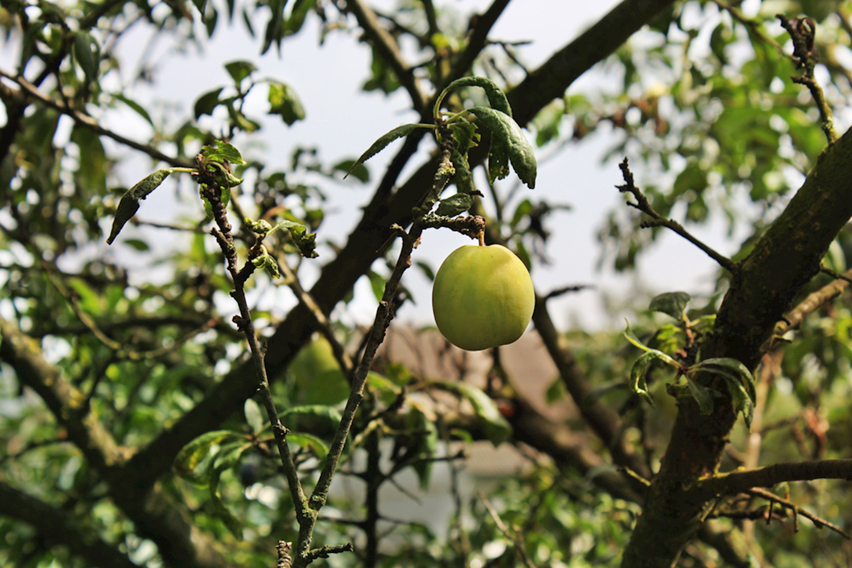 Plantenfiche-Prunus-domestica-Reine-Claude-d-Oullins-Pruim-Reine-Claude-