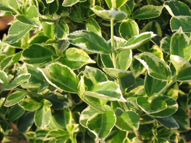 Plantenfiche-Euonymus-fortunei-Emerald-Gaiety-