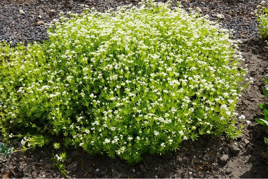 Plantenfiche-Galium-odoratum-Lievevrouwbedstro-